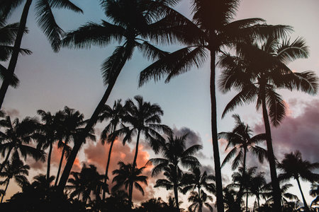 Palm trees.の写真素材