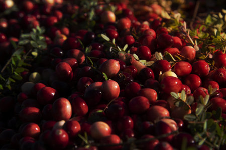 Commercial cranberry dry-harvestの写真素材