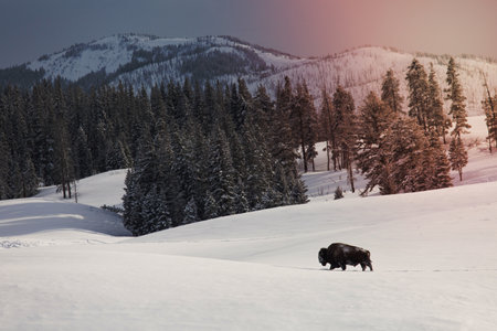 Bison bull, Blacktail Deer Plateauの写真素材