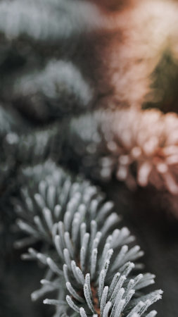 Mobile wallpaper background, pine tree covered with frostの写真素材