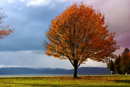 autumn orange tree