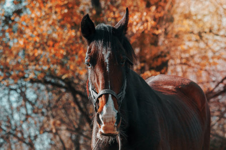 image of brown horse in grassの写真素材