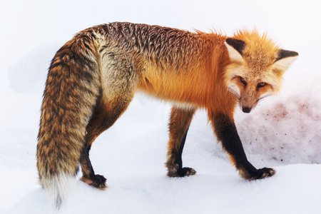 Red fox in Lamar Valleyの写真素材