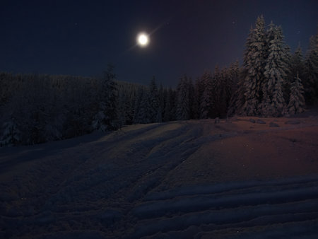 Snowy pine trees in forest.の写真素材
