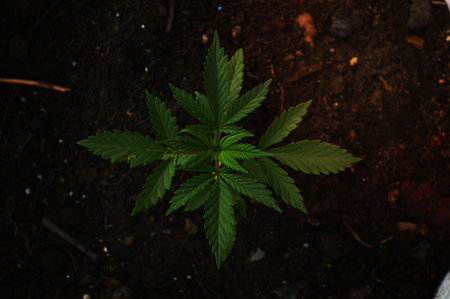 cannabis plantの写真素材