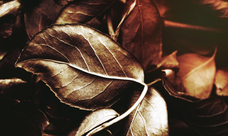 close up dried leafの写真素材