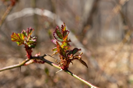 The first tender buds are starting to open on a beautiful and warm spring day in Upstate new York