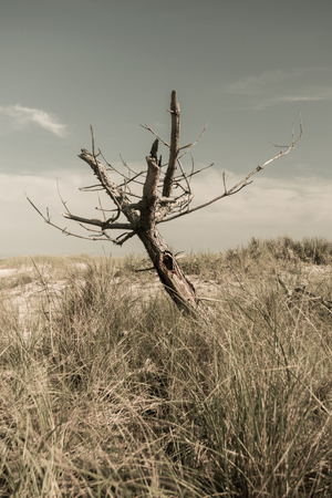 Dead leafless tree in a field of dry grass on a scorching hot day, Fire Island, NYの写真素材