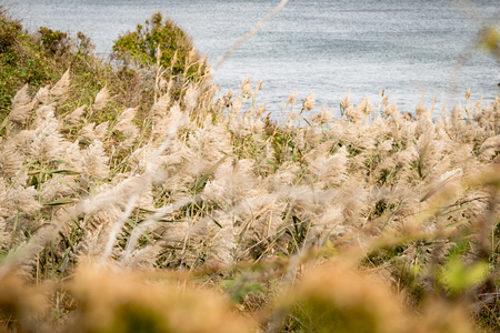 Reeds bending in the Autumn breeze with the waves of the Atlantic Ocean in the background, Block Island, RIの写真素材