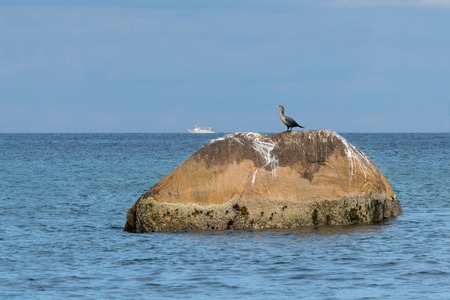 Juvenile double-crested Cormorant perching on a large rock while a small white boat passes along the horizon, Block Island, RIの写真素材