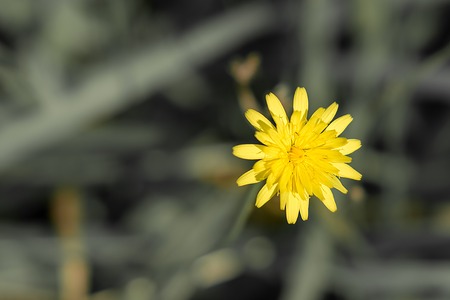 Single yellow dandelion standing out among the green grassの写真素材