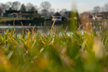 Grass in the foreground, with a gazebo and small pond in the background, Lancaster County, PAの写真素材