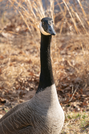 Adult Canadian Goose in its natural environmentの写真素材