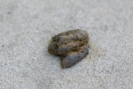 Dog feces on a concrete sidewalk, NYC, USA, close-up