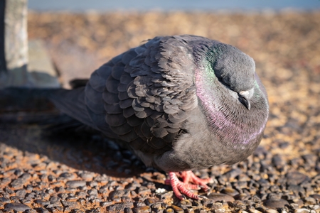A common rock pidgeon sleeping on a cold early spring dayの写真素材
