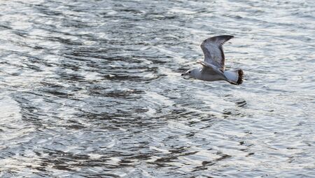 Close-up of a seagull in flight, just above the calm waves of the East River, New York Cityの写真素材