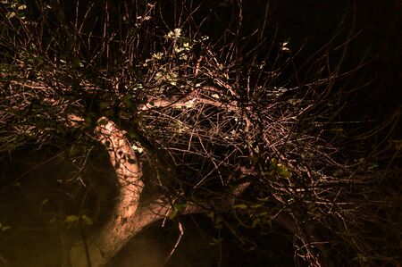 A gnarly, mysterious looking tree on a foggy moonless night in Upstate New York