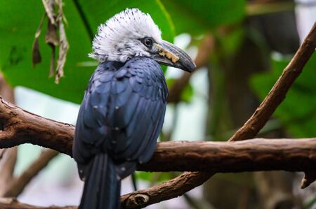 A White-Crested Hornbill sitting on a branch, pondering his next moveの写真素材