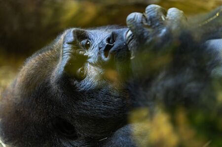 Close-up of a gorilla resting in the hot afternoon sun