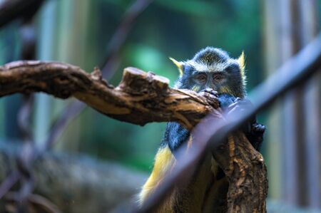 An inquisitive but suspicious Wolfs Mona Monkey observing its surroundings