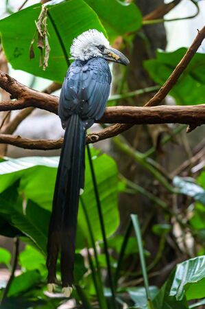 A White-Crested Hornbill sitting on a branch, pondering his next moveの写真素材