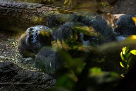 Close-up of a gorilla resting in the hot afternoon sun