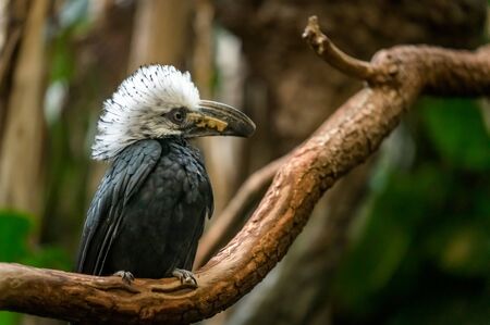 A White-Crested Hornbill sitting on a branch, pondering his next moveの写真素材