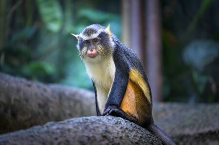 An inquisitive but suspicious Wolfs Mona Monkey observing its surroundings