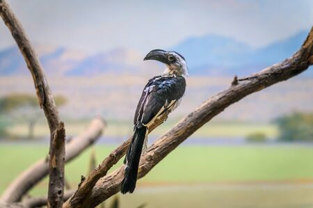 A Von der Deckens Hornbill perched on a dry branch observing its environment, on the lookout for predatorsの写真素材