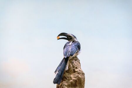 A Von der Deckens Hornbill perched on a rock observing its environment, on the lookout for predatorsの写真素材