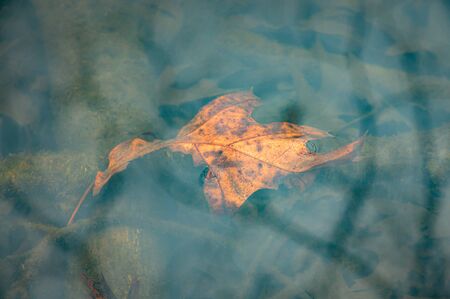 A dried-up brown and yellow leaf floating just beneath the surface of a clear calm lake in Upstate...