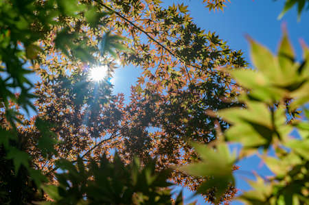The sun shines through a canope of multi-colored leaves and tree branches in Upstate New York