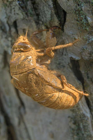 Discarded cicada shell, left empty on tree bark, in Pennsylvania, PA, USAの写真素材