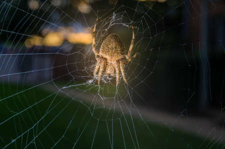Close-up of a common garden spider sitting in her net in Pennsylvania, PA, USAの写真素材