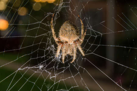 Close-up of a common garden spider sitting in her net in Pennsylvania, PA, USAの写真素材