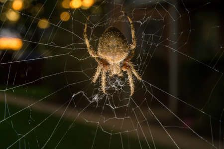 Close-up of a common garden spider sitting in her net in Pennsylvania, PA, USAの写真素材