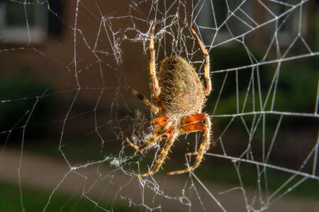 Close-up of a common garden spider sitting in her net in Pennsylvania, PA, USA