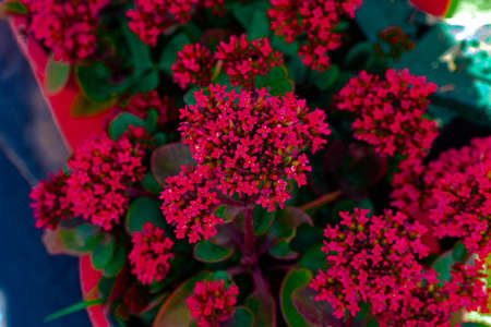 Beautiful Flowers in my Garden at Solapur.