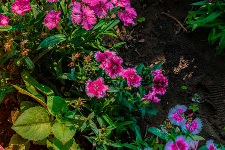 Beautiful Flowers in my Garden at Solapur.の写真素材