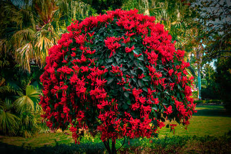 Beautiful Flowers in my Garden at Solapur.の写真素材