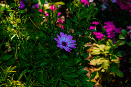 Beautiful Flowers in my Garden at Solapur.の写真素材