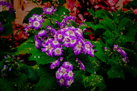 Beautiful Flowers in my Garden at Solapur.の写真素材