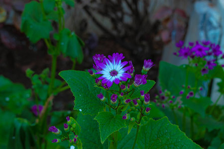 Beautiful Flowers in my Garden at Solapur.の写真素材