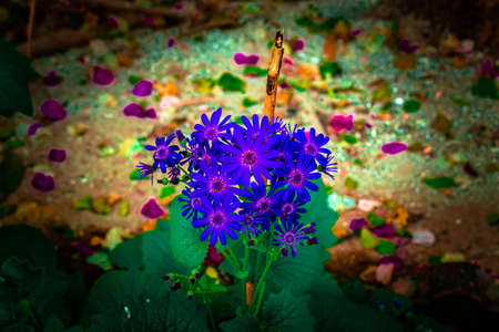 Beautiful Flowers in my Garden at Solapur.の写真素材