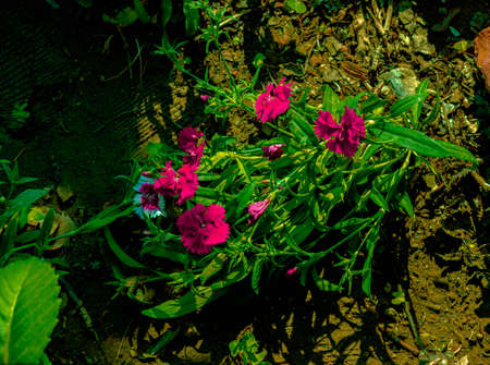 Beautiful Flowers in my Garden at Solapur.の写真素材