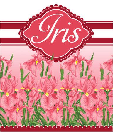 Pink Iris Flowersのイラスト素材