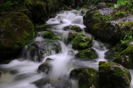 Mossy brook in a deep forest
