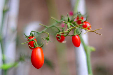 Close up of litte tomatoesの写真素材