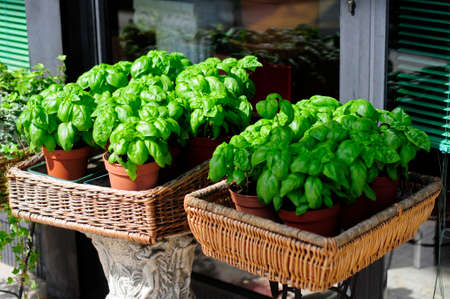 Basil at homeの写真素材