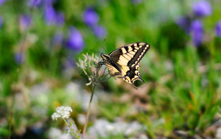 Little butterfly on a flower